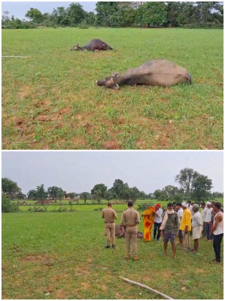 WhatsApp Image 2025-07-08 at 7.32.14 PM
