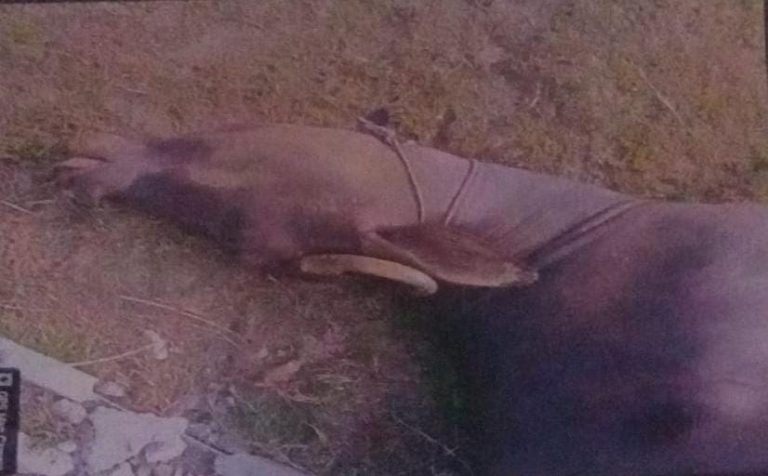 WhatsApp Image 2026-02-02 at 7.45.53 PM